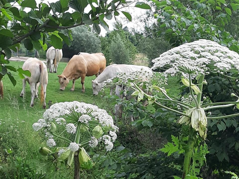 Hotel Berg En Dal Epen Eksteriør bilde
